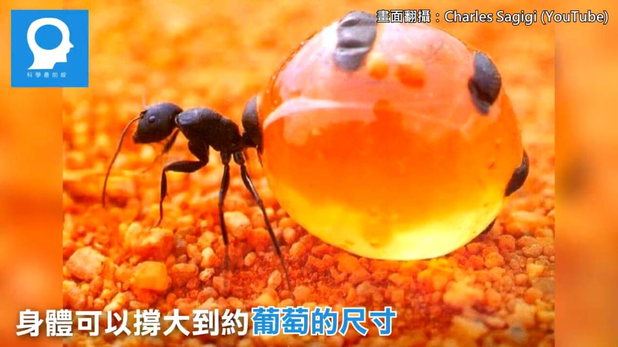 蜜罐蟻