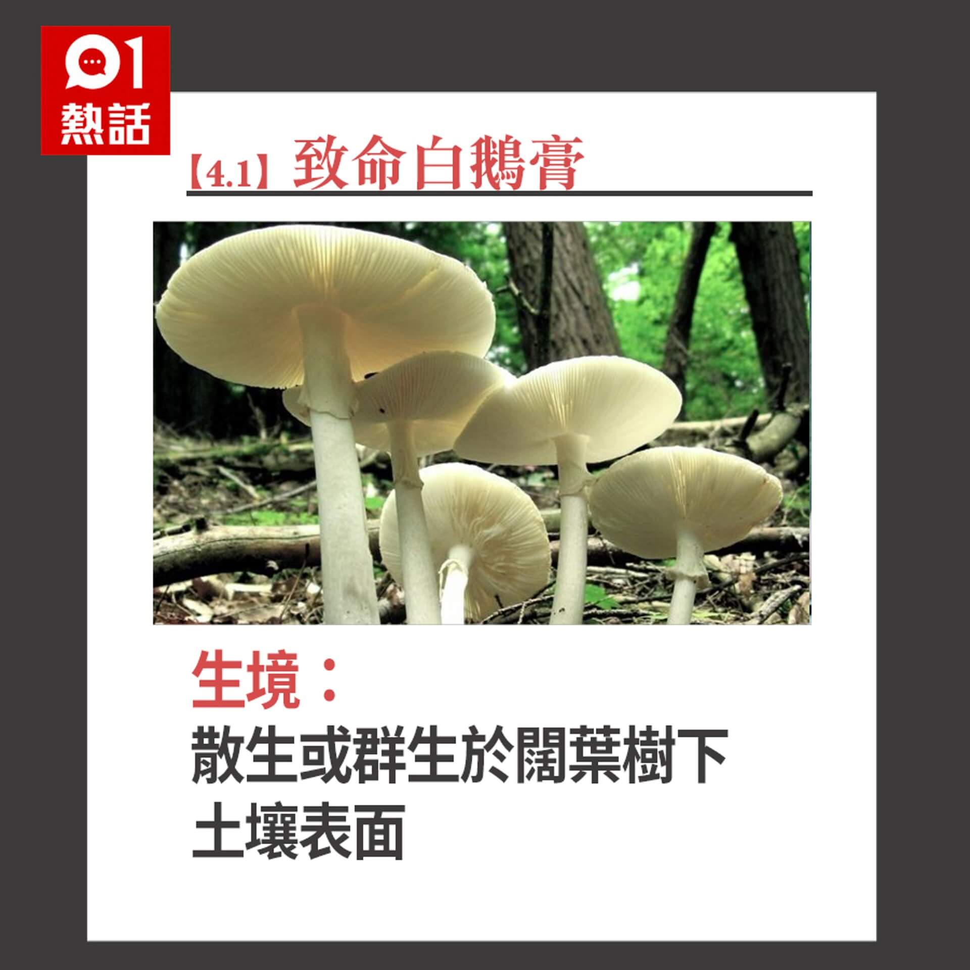 毒蘑菇图片素材-编号39633075-图行天下